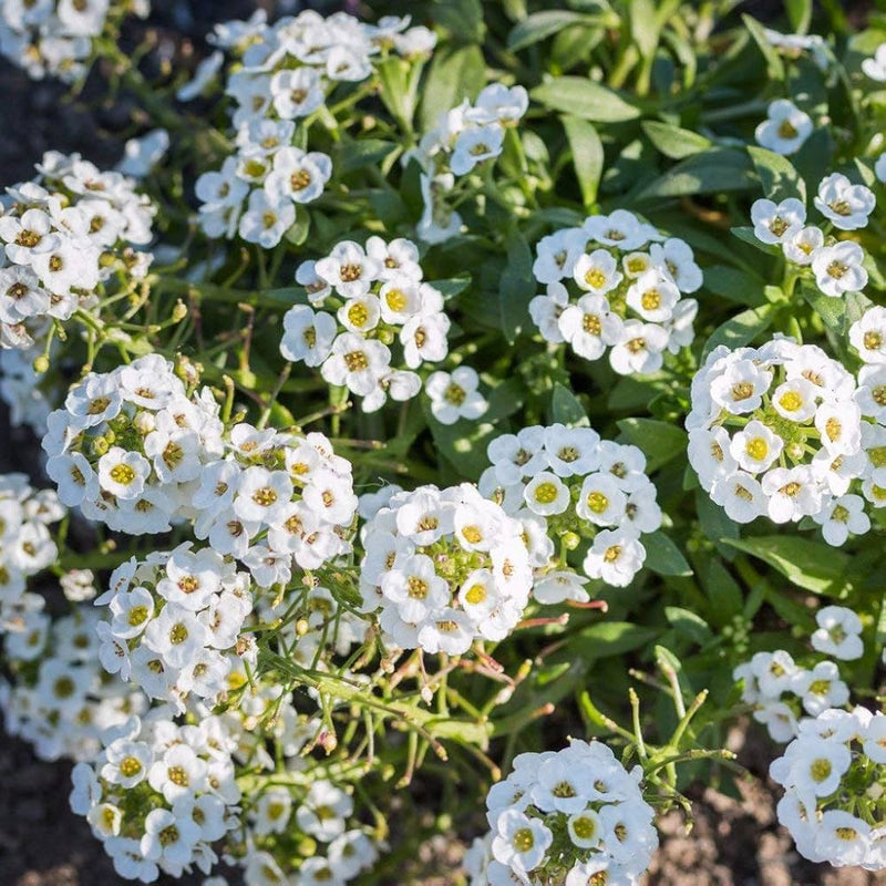 Graines d’alyssum Aphrodite pour le jardinage