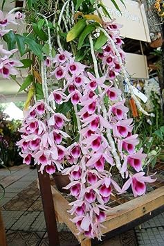 Rosa rot dendrobium blume samen for anpflanzung - drought tolerant, heirloom & gmo free samen for home garten
sale for anpflanzung in home garten.