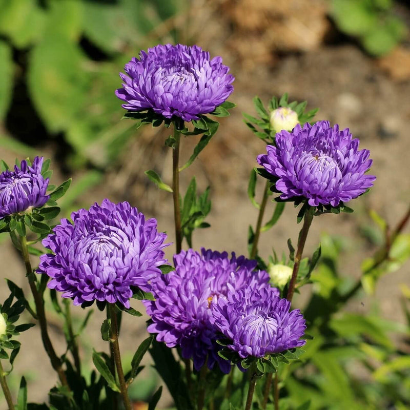 Violet (violet callistephus) samen for anpflanzung in home garten