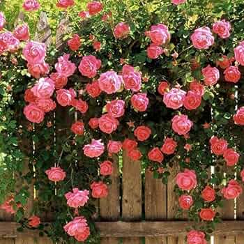 Graines de rose grimpante rose tendre à semer – fleurs éclatantes – variété traditionnelle et sans OGM, graines pour le jardin familial