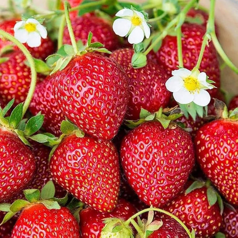 Semillas de fresa para sembrar: frutos abundantes para el jardín, cultivo