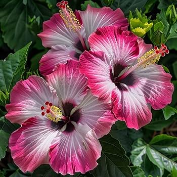 Variedad tradicional de hibisco bonsái, semillas de flores para sembrar, flores vibrantes, variedad tradicional y sin ingeniería genética, semillas para el jardín doméstico