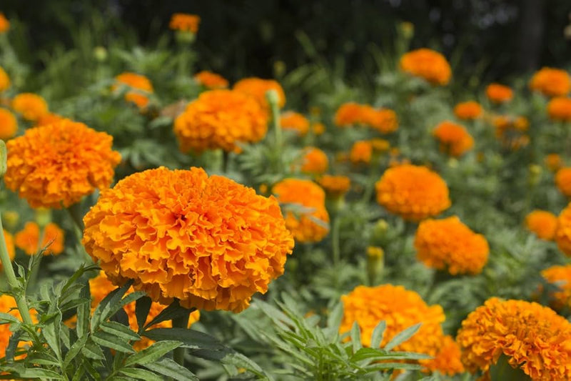Marigold orange tagetes erecta for anpflanzung in blume bed
