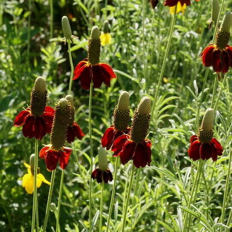 Ratibida columnaris, graines de fleurs à semer, très appréciée au jardin, variété traditionnelle, sans OGM, graines pour jardin familial