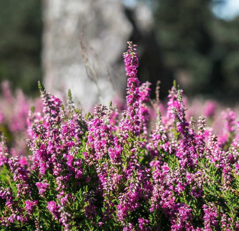 Violet calluna blume samen for anpflanzung - drought tolerant, heirloom & gmo free samen for home garten
sale samen for anpflanzung in home garten