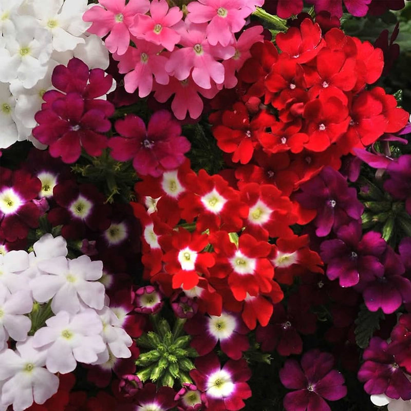 Obsession rosa verbena blume samen for annual garten anpflanzung
