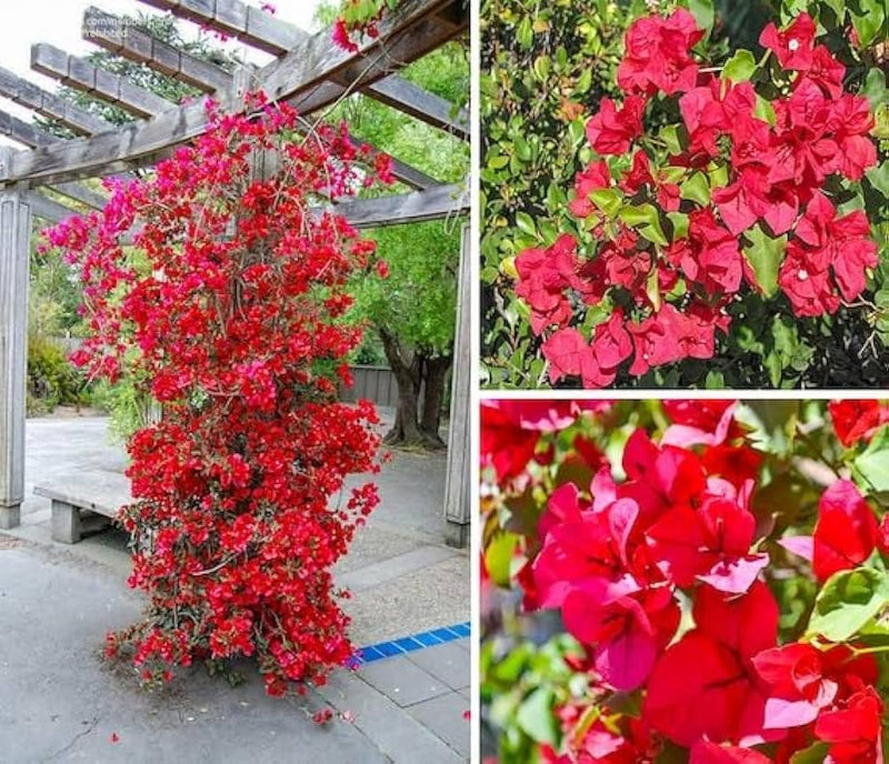 Semillas de buganvilla rojo intenso: fáciles de cuidar, variedad tradicional y sin ingeniería genética, para jardines domésticos