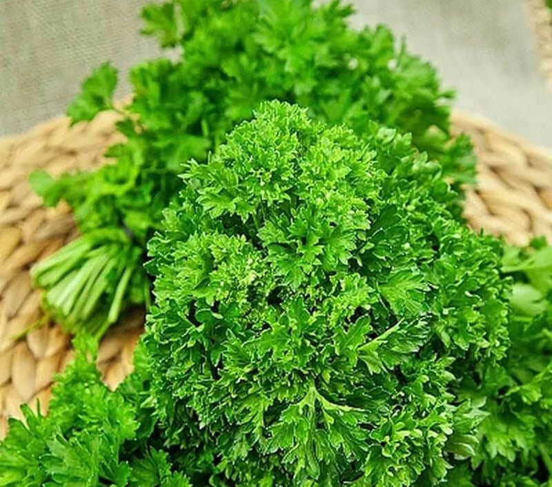Parsley petroselinum crispum samen for anpflanzung in herb garten