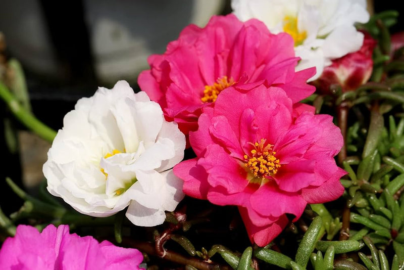 Weiß rosa moss rose blume samen for anpflanzung - perfect for borders, heirloom & gmo free samen for home garten
sale for anpflanzung in home garten.