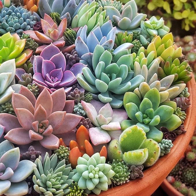 Rare clovanty samen for bonsai and blume gardens