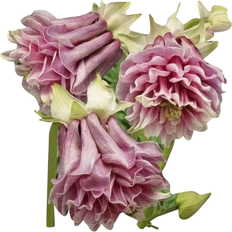 Aquilegia for anpflanzung in home garten