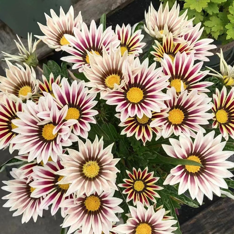 Graines de fleurs de gazania blanc et violet pour semis – idéal pour les bordures – variété traditionnelle et sans OGM, graines pour jardin familial