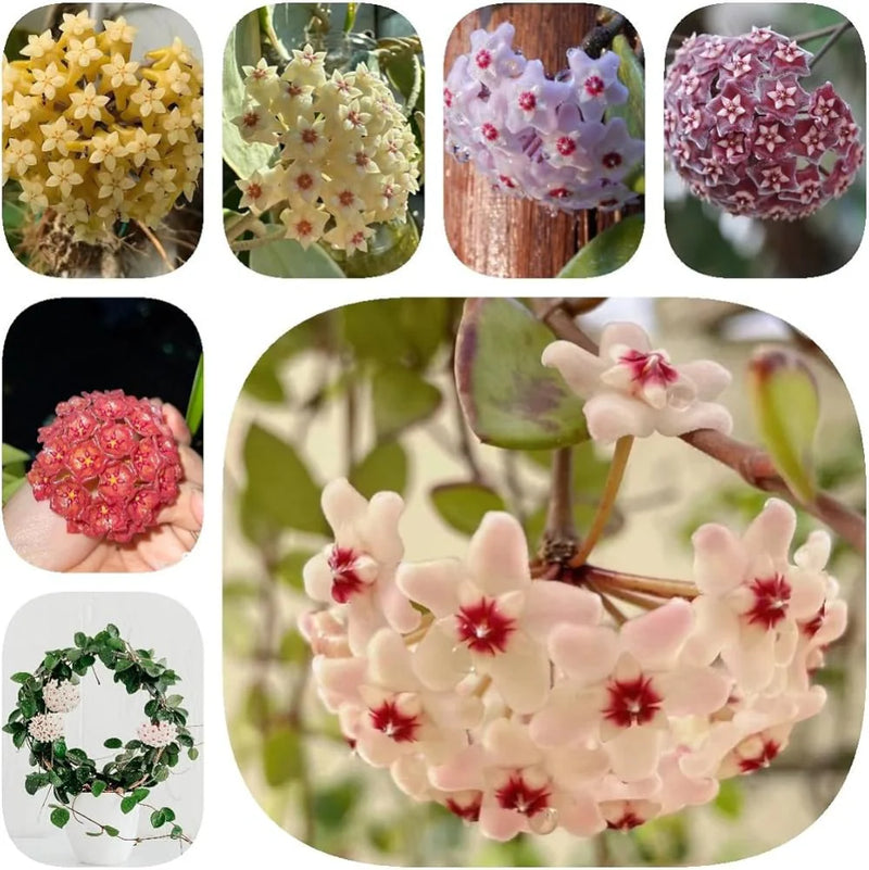 Semillas de flores de Carnosa rosa para sembrar, variedad tradicional de alta calidad y sin ingeniería genética, semillas para jardín doméstico