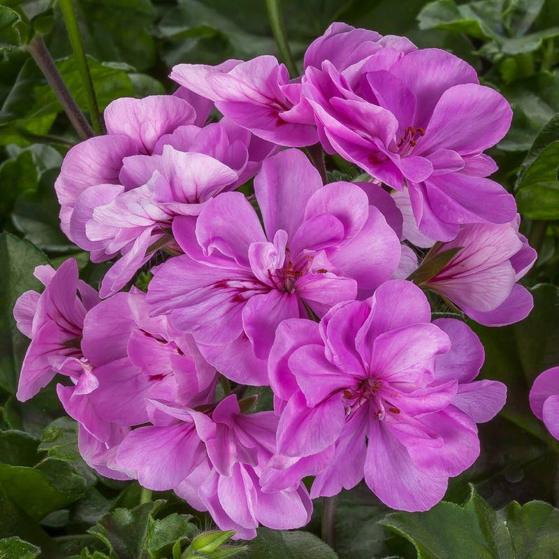 Graines de géranium violet à semer, jardins colorés