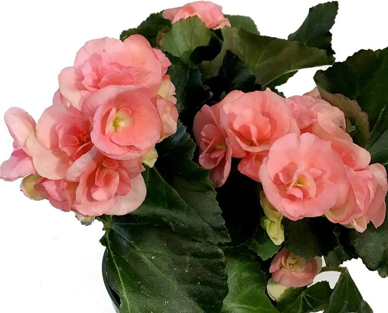 Pelleted samen begonia pralinen rosen garten