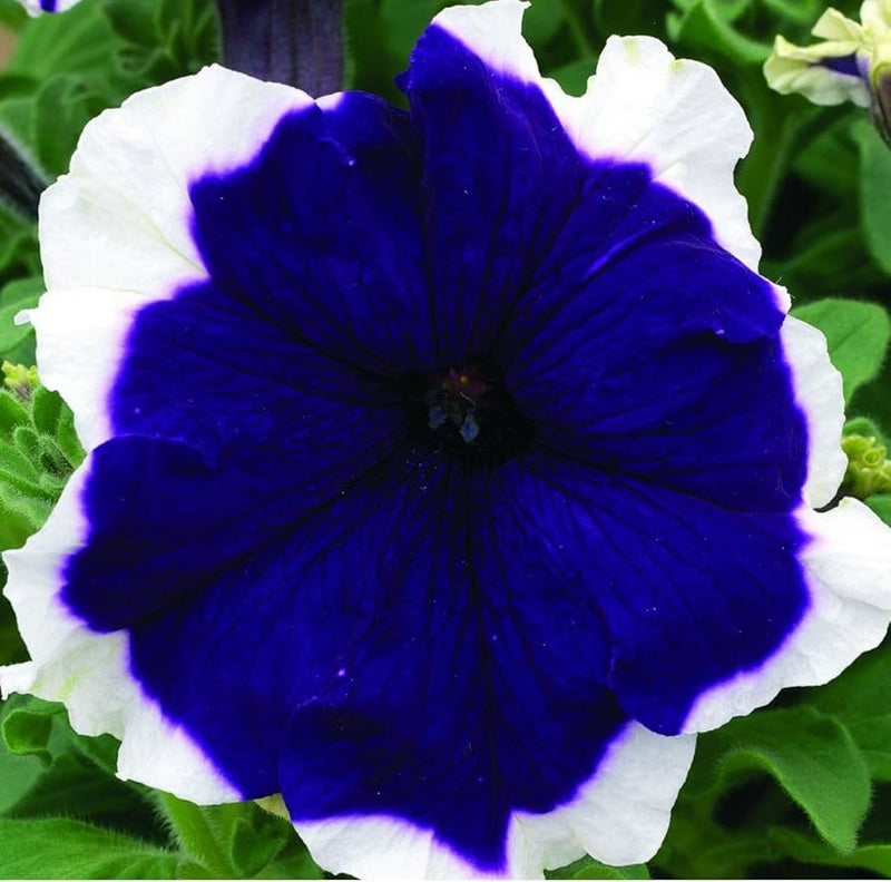 Petunia pelletierte frost kirsche petunia samen