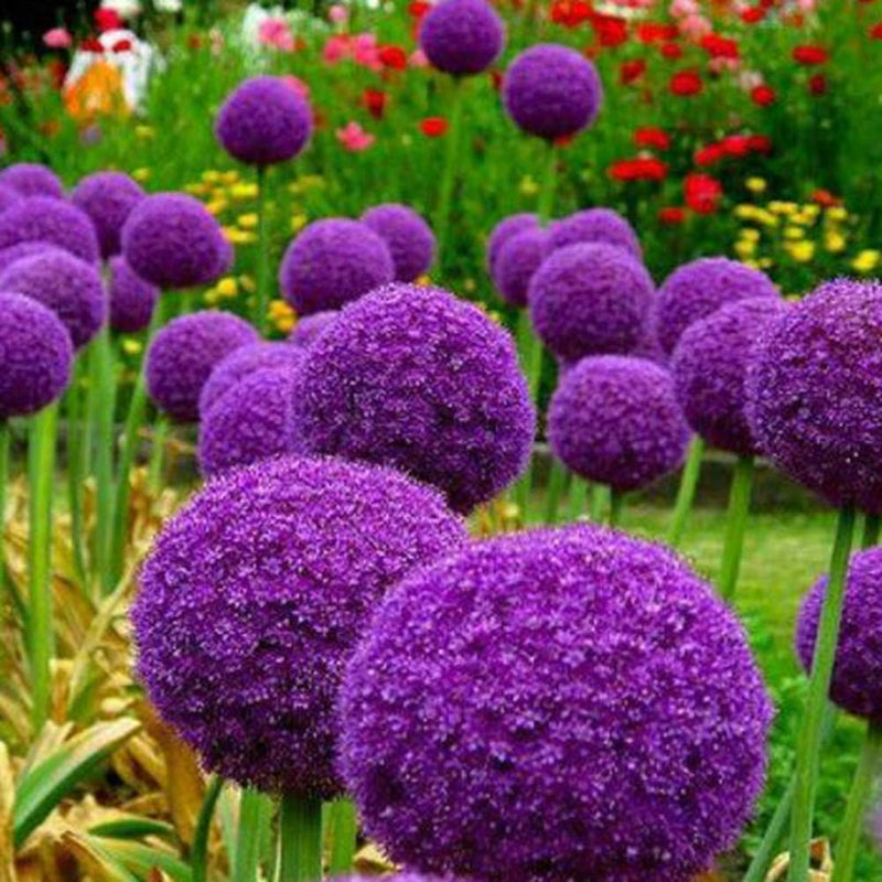 Allium giganteum blume samen for rare ornamental gardens