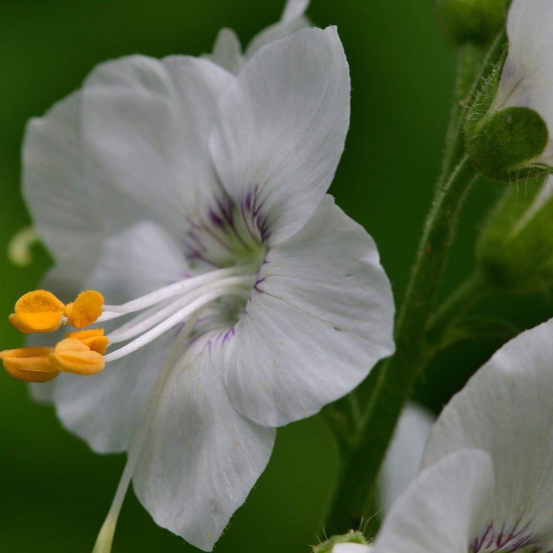 Jacob’s ladder polemonium caeruleum weiß for anpflanzung in perennial border
