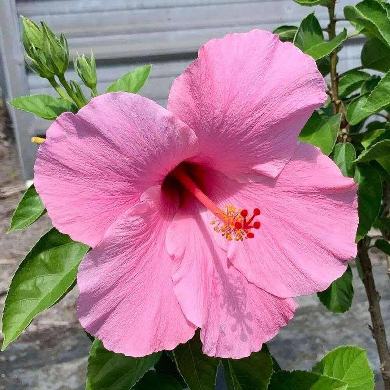 Semillas de hibisco rosa y blanco para siembra – flores fragantes – variedad tradicional y semillas sin ingeniería genética para el jardín doméstico