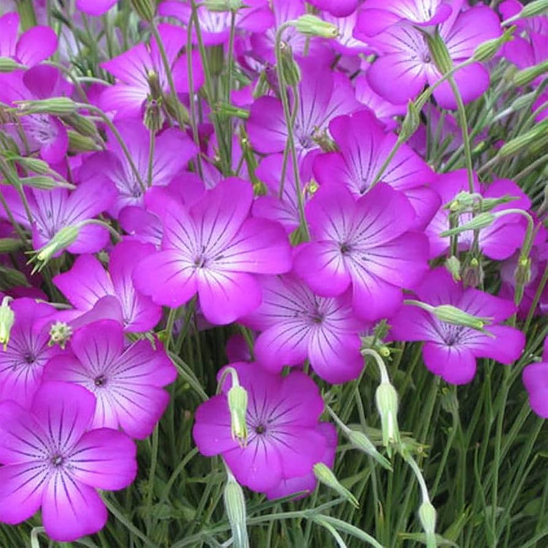 Agrostemma rose blume samen for elegant, hardy blooms