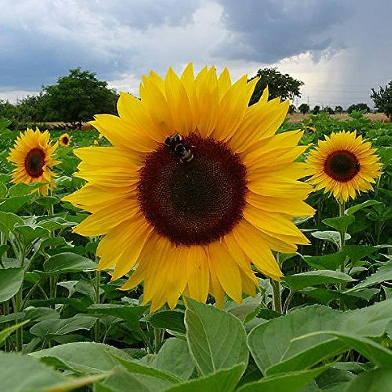 Giant edible sunflower samen for nutritious, large sunflowers
