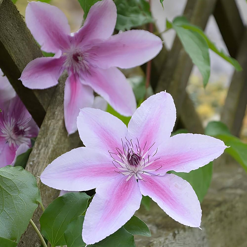 Clematis vitalba samen for anpflanzung in trellis garten