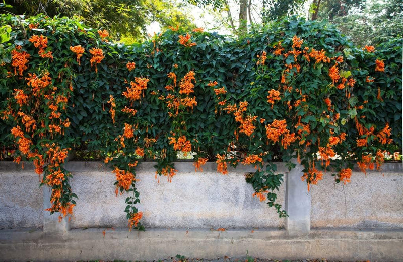 Orange clematis blume samen for anpflanzung colorful display heirloom & gmo free samen for home garten
sale samen for home garten anpflanzung