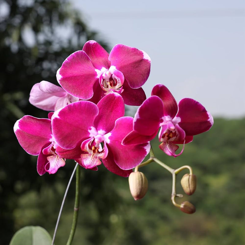 Semillas de flores de orquídea rosa hidropónica para sembrar – floración continua estacional – variedad tradicional y semillas sin ingeniería genética para jardín doméstico