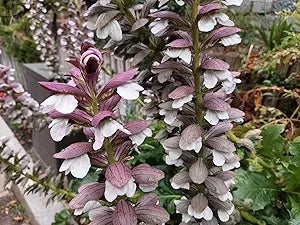 Acanthus mollis acanthus mollis for anpflanzung in blume bed