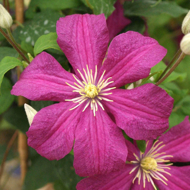 Clematis (clematis blume) samen for anpflanzung in home garten