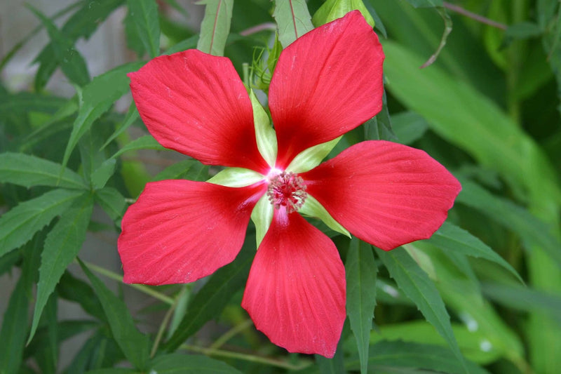 Rot giant texas star hibiscus for anpflanzung in home garten