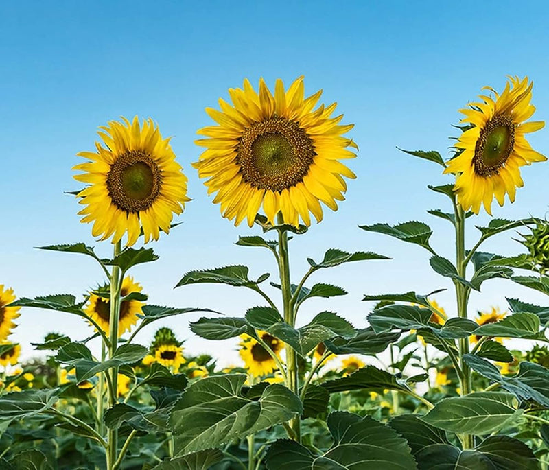 Giant sunflower helianthus annuus for anpflanzung in blume bed