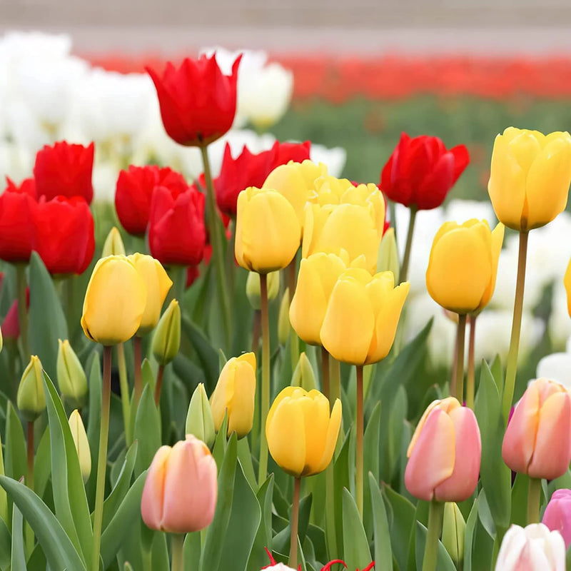 Variedad tradicional de tulipán, semillas de flores para sembrar, popular en el jardín, variedad tradicional y sin ingeniería genética, semillas para el jardín doméstico