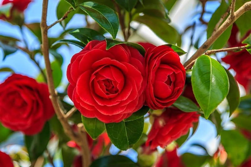 Giant geranium samen weiß rose pelargonium for elegant garten displays