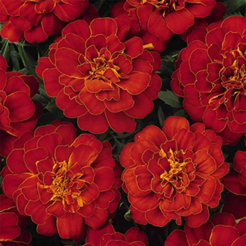 Marigold französisch doppelte gelbe for anpflanzung in blume bed