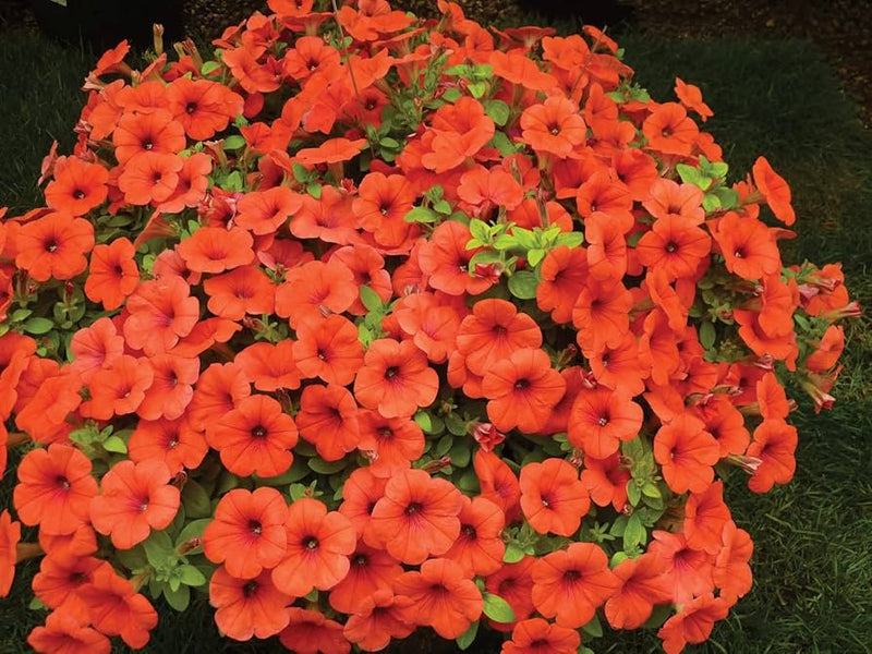 Petunia papa zuckerpelletierte petunia samen