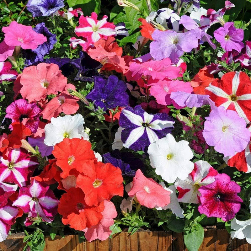 Petunia for anpflanzung in blume bed