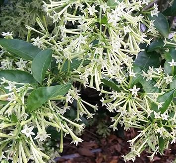 Heirloom nocturnum blume samen for anpflanzung cut blume favorite heirloom & gmo free samen for home garten
sale for anpflanzung in home garten