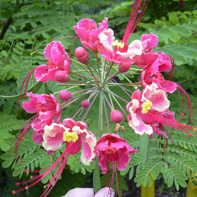 Semillas de Caesalpinia pulcherrima rosa para sembrar: flores tropicales brillantes para su jardín
