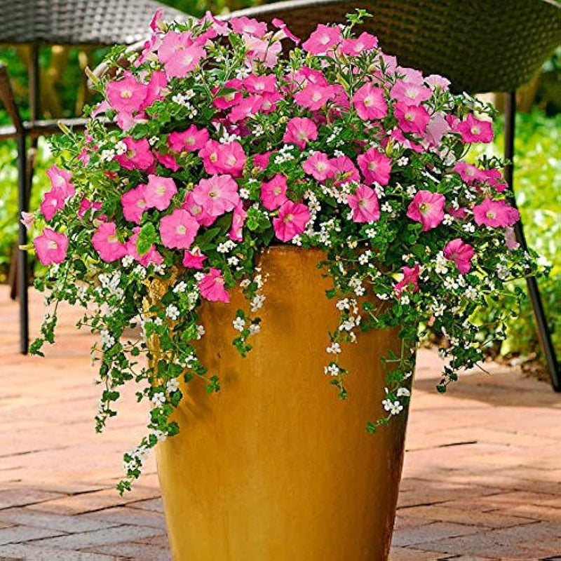 Double petals petunia petunia spp. for anpflanzung in hanging baskets