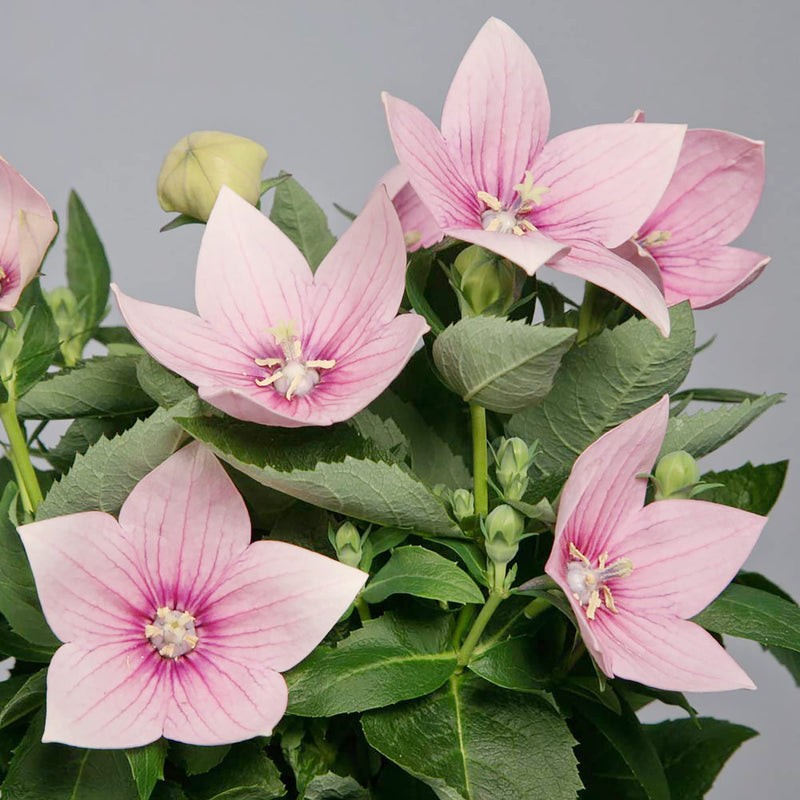 Balloon blume platycodon grandiflorus for cottage garten anpflanzung