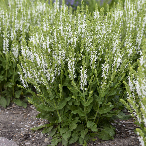 Semillas de flores de salvia blanca para sembrar, con flores fragantes, variedad tradicional y sin ingeniería genética, semillas para jardín doméstico