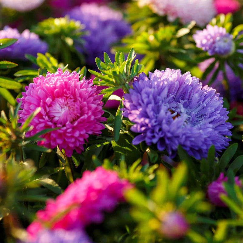 Blanco rojo castaño aster semillas de flores para sembrar respetuosa con los polinizadores variedad tradicional y sin organismos modificados genéticamente semillas para huerto doméstico