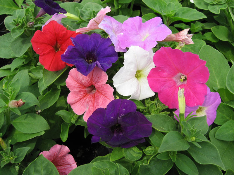 Tricolor petunia petunia x hybrida for anpflanzung in blume bed