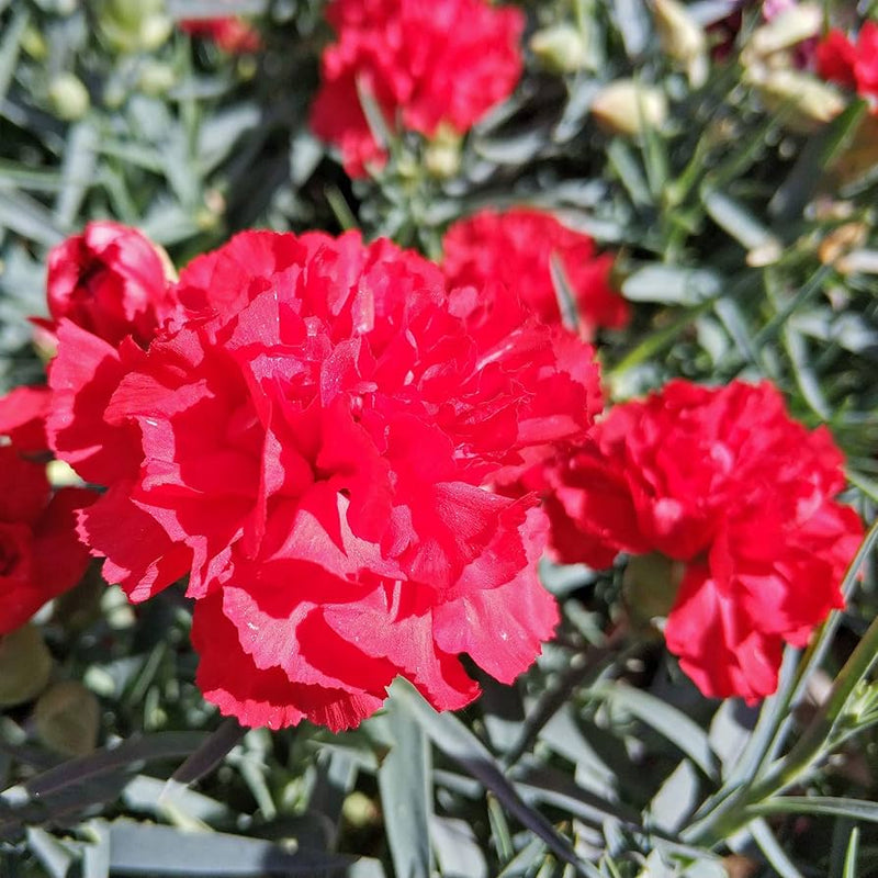 Scarlet carnation blume samen for vibrant, fragrant blooms