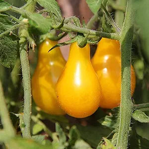 Tomato traditionelle gelbe pear samen für süße tomatoes
