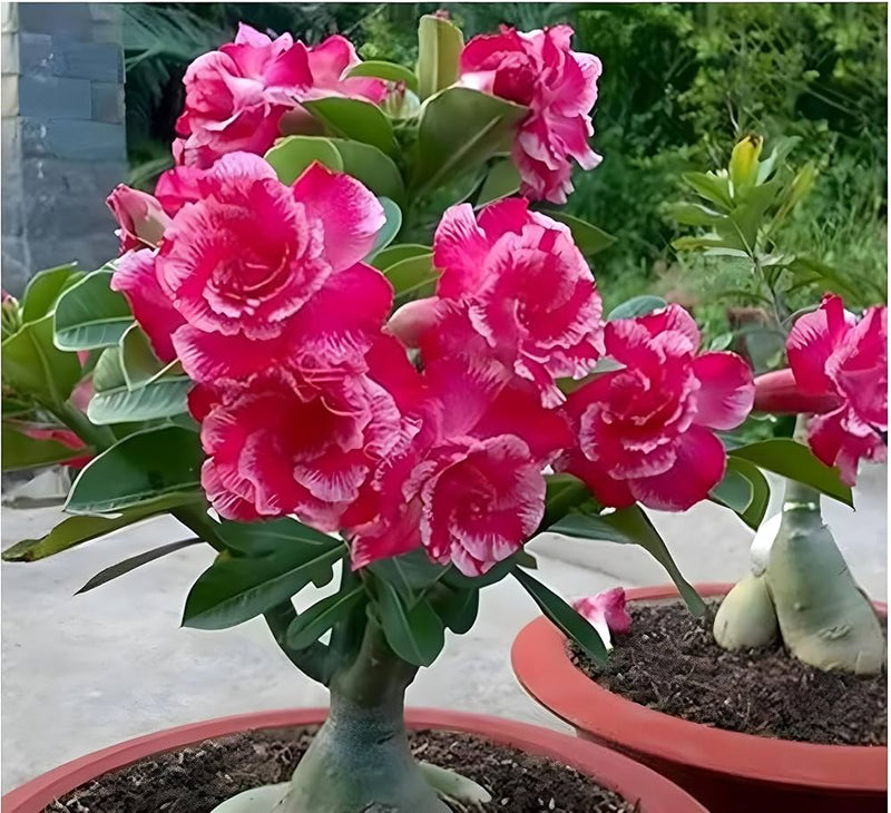 Easy grow roses bonsai garten samen
