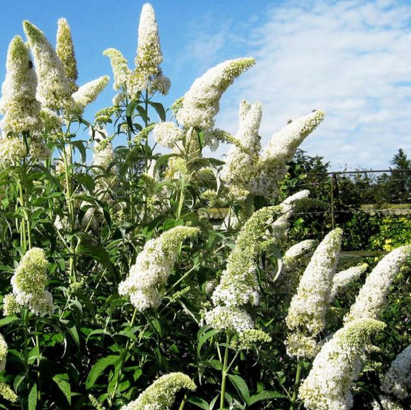 Weiß (weiß buddleja) samen for anpflanzung in home garten