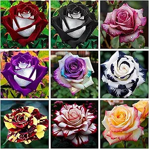 Hybrid rainbow rose samen for colorful garten blooms