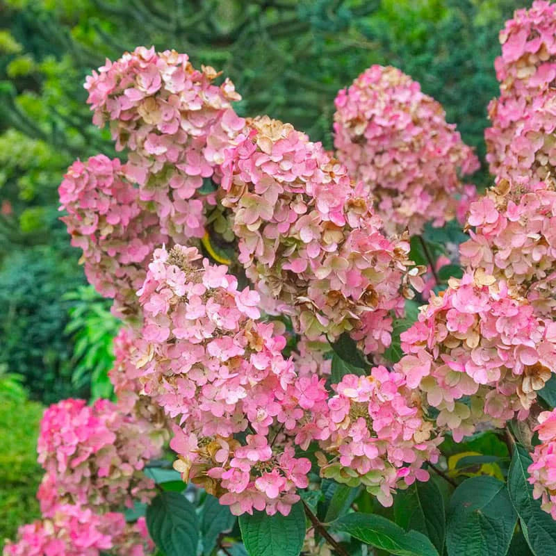 Heirloom (heirloom hydrangea) samen for anpflanzung in home garten